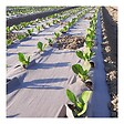 KZ GARDEN - Toile de paillage Agricole 1.20 x 100m Autodégradable 2en1 Engrais et Anti mauvaises herbes 100% Cellulose - vignette
