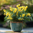 PLANT IN A BOX - Fleur de mimosa - Set de 3 - Mimosa dealbata - Hauteur 25-40cm - ⌀9cm - vignette