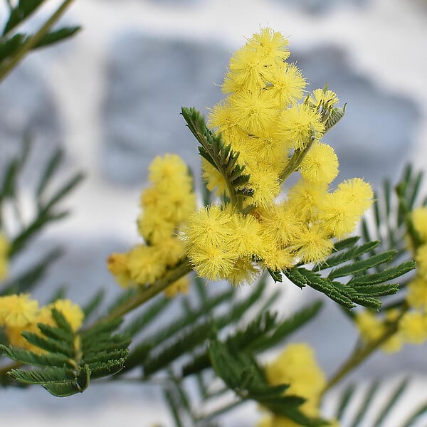 PLANT IN A BOX - Fleur de mimosa - Set de 3 - Mimosa dealbata - Hauteur 25-40cm - ⌀9cm - large