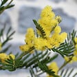 PLANT IN A BOX - Fleur de mimosa - Set de 3 - Mimosa dealbata - Hauteur 25-40cm - ⌀9cm - vignette