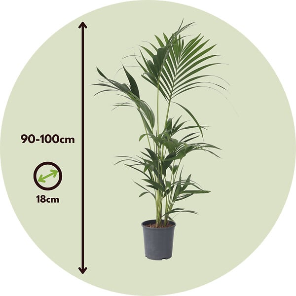 PLANT IN A BOX - Palmier Kentia - Howea forsteriana - Hauteur 90-100cm - ⌀18cm - large