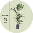 PLANT IN A BOX - Palmier Kentia - Howea forsteriana - Hauteur 90-100cm - ⌀18cm - vignette