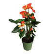 PLANT IN A BOX - Langue de feu - Anthurium 'Madural Orange' - Hauteur 55-70cm - Pot 17cm - vignette