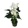 PLANT IN A BOX - Langue de feu - Anthurium 'Alaska White' - Hauteur 55-70cm - Pot 17cm - vignette