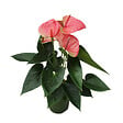 PLANT IN A BOX - Langue de feu - Anthurium 'Sweet Dream' - Hauteur 35-45cm - Pot 12cm - vignette