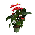 PLANT IN A BOX - Langue de feu - Anthurium 'Madural Red' - Hauteur 55-70cm - Pot 17cm - vignette