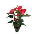 PLANT IN A BOX - Langue de feu - Anthurium 'Royal Champion' - Hauteur 35-45cm - Pot 12cm - vignette