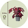 PLANT IN A BOX - Feuille de sang - Set de 2 - Iresine herbstii - Hauteur 20-30cm - ⌀13cm - vignette