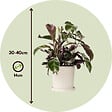 PLANT IN A BOX - Calathée - Calathea Lietzei 'White Fusion' - Hauteur 30-40cm - ⌀14cm - vignette