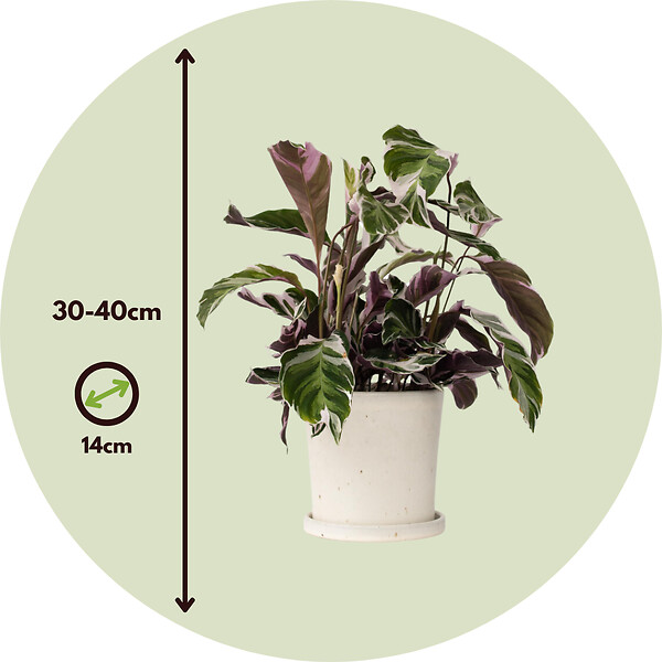 PLANT IN A BOX - Calathée - Set de 2 - Calathea Lietzei 'White Fusion' - Hauteur 30-40cm - ⌀14cm - large