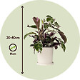 PLANT IN A BOX - Calathée - Set de 2 - Calathea Lietzei 'White Fusion' - Hauteur 30-40cm - ⌀14cm - vignette