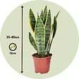 PLANT IN A BOX - Langue de belle-mère - Sanseviera 'Futura Superba' - Hauteur 35-40cm - ⌀12cm - vignette