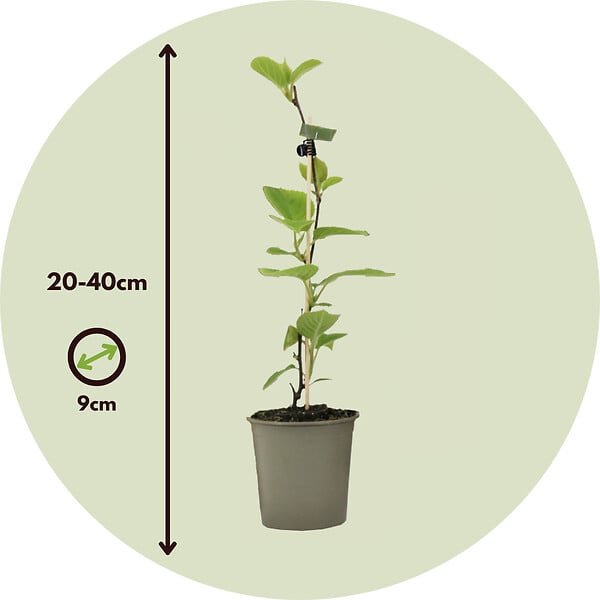 PLANT IN A BOX - Kiwi - Set de 6 - Actinidia deliciosa 'Jenny' - Hauteur 20-40cm - ⌀9cm - large
