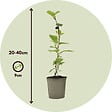 PLANT IN A BOX - Kiwi - Set de 6 - Actinidia deliciosa 'Jenny' - Hauteur 20-40cm - ⌀9cm - vignette
