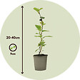 PLANT IN A BOX - Kiwi - Set de 3 - Actinidia deliciosa 'Jenny' - Hauteur 20-40cm - ⌀9cm - vignette