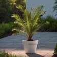 PLANT IN A BOX - Palmier Dattier des Canaries - Set de 2 - Phoenix - Hauteur 50-60cm - ⌀15cm - vignette