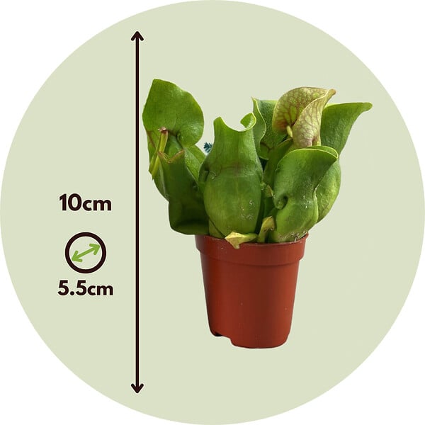 PLANT IN A BOX - Sarracénie pourpre - Set de 6 - Sarracenia purpurea - Hauteur 10cm - ⌀5,5cm - large