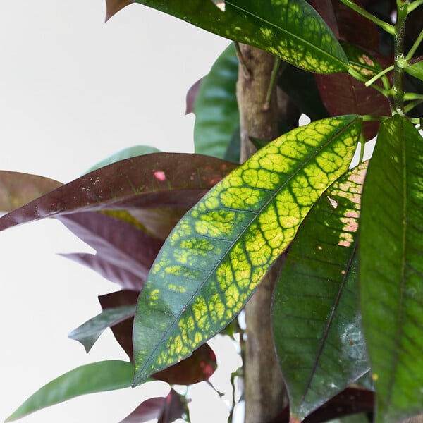 PLANT IN A BOX - Croton - Codiaeum variegatum 'Mrs. Iceton' - Hauteur 140-150cm - ⌀31cm - large