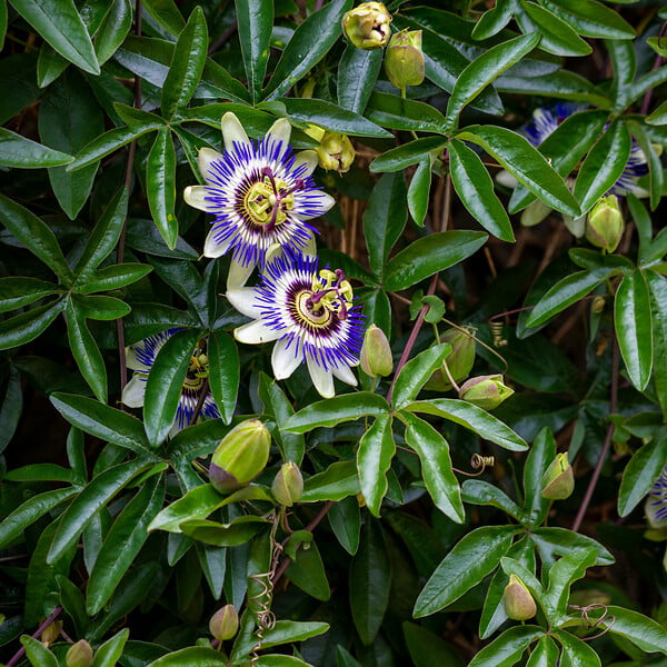 PLANT IN A BOX - Passiflore - Set de 6 - Passiflora edulis 'Frederick' - Hauteur 25-40cm - ⌀9cm - large