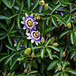 PLANT IN A BOX - Passiflore - Set de 3 - Passiflora edulis 'Frederick' - Hauteur 25-40cm - ⌀9cm - vignette