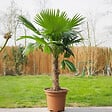 PLANT IN A BOX - Palmier de Washington - Set de 2 - Washingtonia robusta - H50-60cm - ⌀15cm - vignette