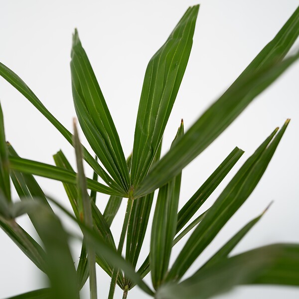 PLANT IN A BOX - Palmier de Chine - Set de 4 - Trachycarpus Fortunei - Hauteur 35-45cm - ⌀15cm - large