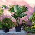 PLANT IN A BOX - Palmier nain - Chamaerops 'Vulcano' - Hauteur 45-55cm - ⌀24cm - vignette