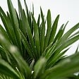 PLANT IN A BOX - Palmier nain - Chamaerops 'Vulcano' - Hauteur 45-55cm - ⌀24cm - vignette