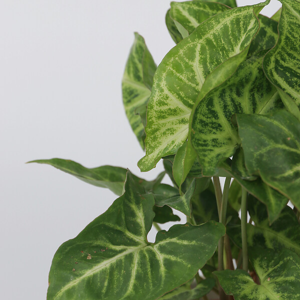 PLANT IN A BOX - Patte-d'oie - Set de 2 - Syngonium podophyllum 'Pixie' - Hauteur 25-40cm - ⌀12cm - large