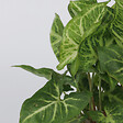 PLANT IN A BOX - Patte-d'oie - Set de 2 - Syngonium podophyllum 'Pixie' - Hauteur 25-40cm - ⌀12cm - vignette