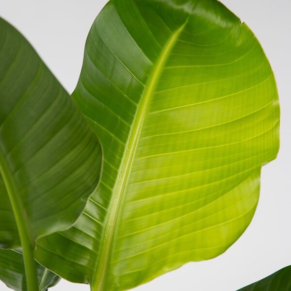 PLANT IN A BOX - Oiseau de paradis - Strelitzia nicolai - Hauteur 90-110cm - ⌀21cm - large