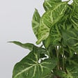 PLANT IN A BOX - Patte-d'oie - Syngonium podophyllum 'Pixie' - Hauteur 25-40cm - ⌀12cm - vignette