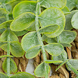 ATMOSPHERA - Plante artificielle Eucalyptus dans un support en Osier à suspendre H 26 cm - vignette
