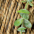 ATMOSPHERA - Plante artificielle Eucalyptus dans un support en Osier à suspendre H 26 cm - vignette