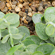 ATMOSPHERA - Plante artificielle Eucalyptus dans un support en Osier à suspendre H 26 cm - vignette