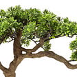 ATMOSPHERA - Plante artificielle Bonsaï en pot H 60 cm - vignette