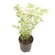 PLANT IN A BOX - érable du Japon - Acer palmatum 'Butterfly' - Hauteur 35-55cm - âŒ€15cm - vignette