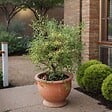 PLANT IN A BOX - érable du Japon - Acer palmatum 'Butterfly' - Hauteur 35-55cm - âŒ€15cm - vignette