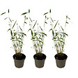 PLANT IN A BOX - Bambou non-traçant - Set de 3 - Fargesia 'Blue Dragon' - Hauteur 30-40cm - ⌀13cm - vignette