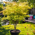 PLANT IN A BOX - Érable du Japon - Acer palmatum 'Orange Dream' - Hauteur 35-55cm - ⌀15cm - vignette