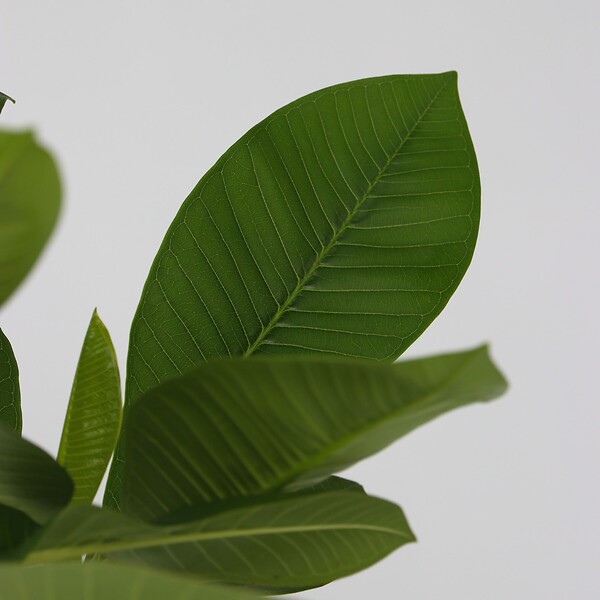 PLANT IN A BOX - Frangipanier + engrais végétal - Plumeria rubra 'Hawaii' - H45-55cm - ⌀17cm - large