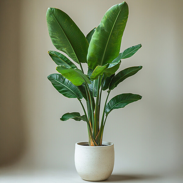 PLANT IN A BOX - Oiseau de paradis - Strelitzia nicolai - Hauteur 90-110cm - ⌀21cm - large