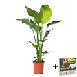PLANT IN A BOX - Oiseau de paradis - Strelitzia nicolai - Hauteur 90-110cm - ⌀21cm - vignette
