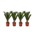 PLANT IN A BOX - Sagou du Japon - Set de 4 - Cycas revoluta - Hauteur 45-60cm - ⌀15cm - vignette