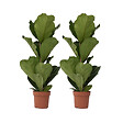 PLANT IN A BOX - Figuier à Feuilles de Violon - Set de 2 - Ficus Lyrata - Hauteur 70-90cm - ⌀21cm - vignette