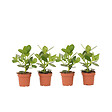 PLANT IN A BOX - Pommier baumier - Set de 4 - Clusia rosea 'Princess' - Hauteur 25-35cm - ⌀12cm - vignette