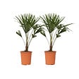 PLANT IN A BOX - Palmier de Chine - Set de 2 - Trachycarpus Fortunei - Hauteur 65-75cm - ⌀21cm - vignette