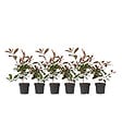 PLANT IN A BOX - Feuille de noyer - Set de 6 - Photinia fraseri 'Red Robin' - H30-40cm - ⌀17cm - vignette
