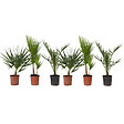 PLANT IN A BOX - Mélange de palmiers d'extérieur - Set de 6 - Hauteur 50-70cm - ⌀15cm - vignette