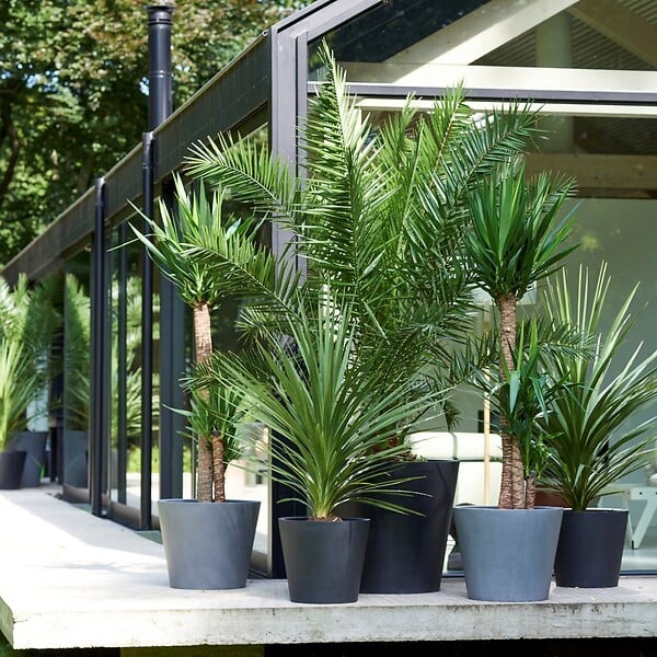 PLANT IN A BOX - Mélange de palmiers d'extérieur - Set de 6 - Hauteur 50-70cm - ⌀15cm - large